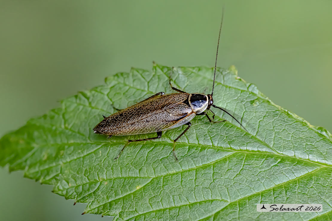 Ectobius sylvestris