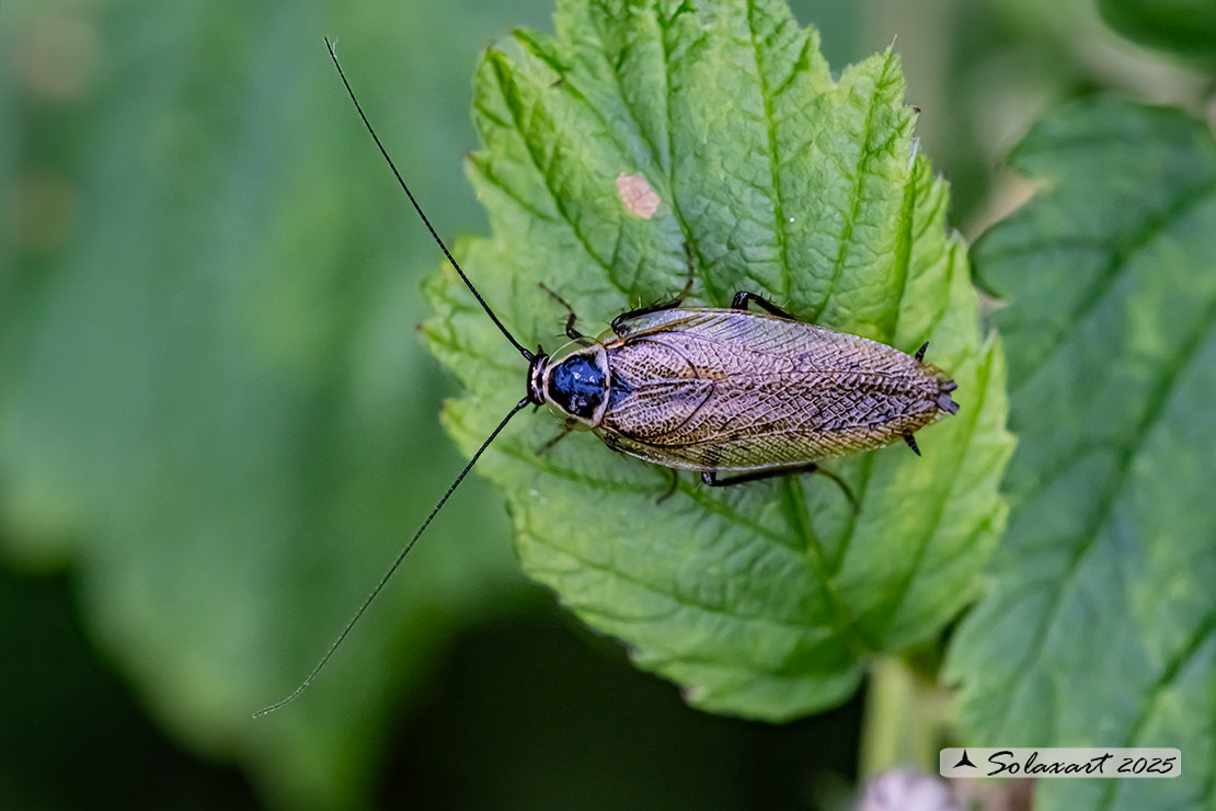Ectobius sylvestris