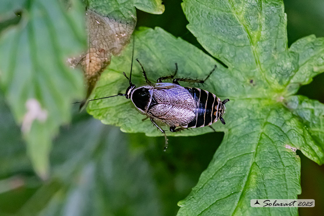 Ectobius sylvestris