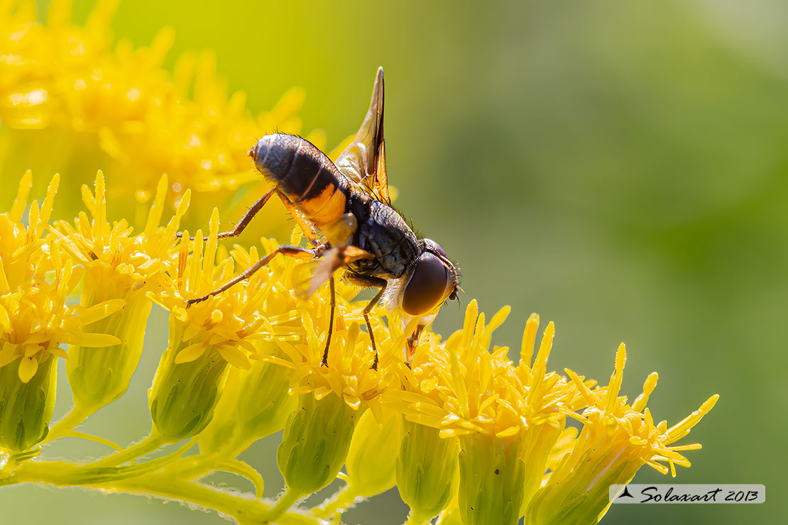 Ectophasia crassipennis