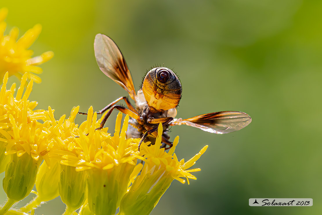 Ectophasia crassipennis
