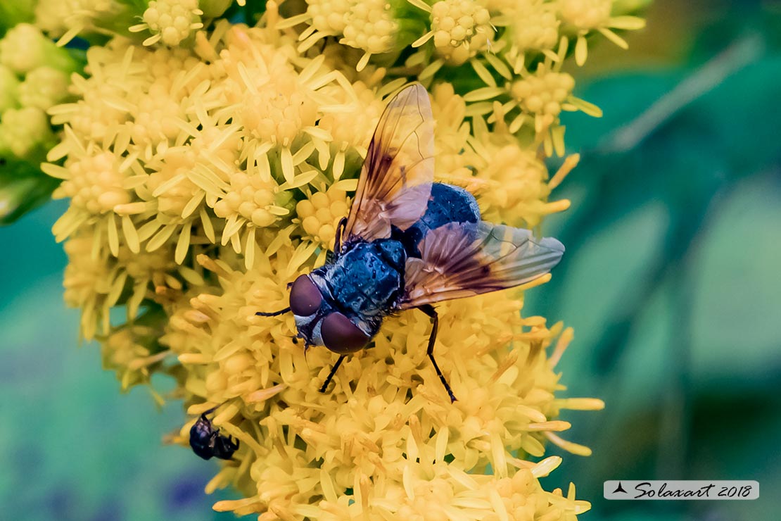 Ectophasia crassipennis