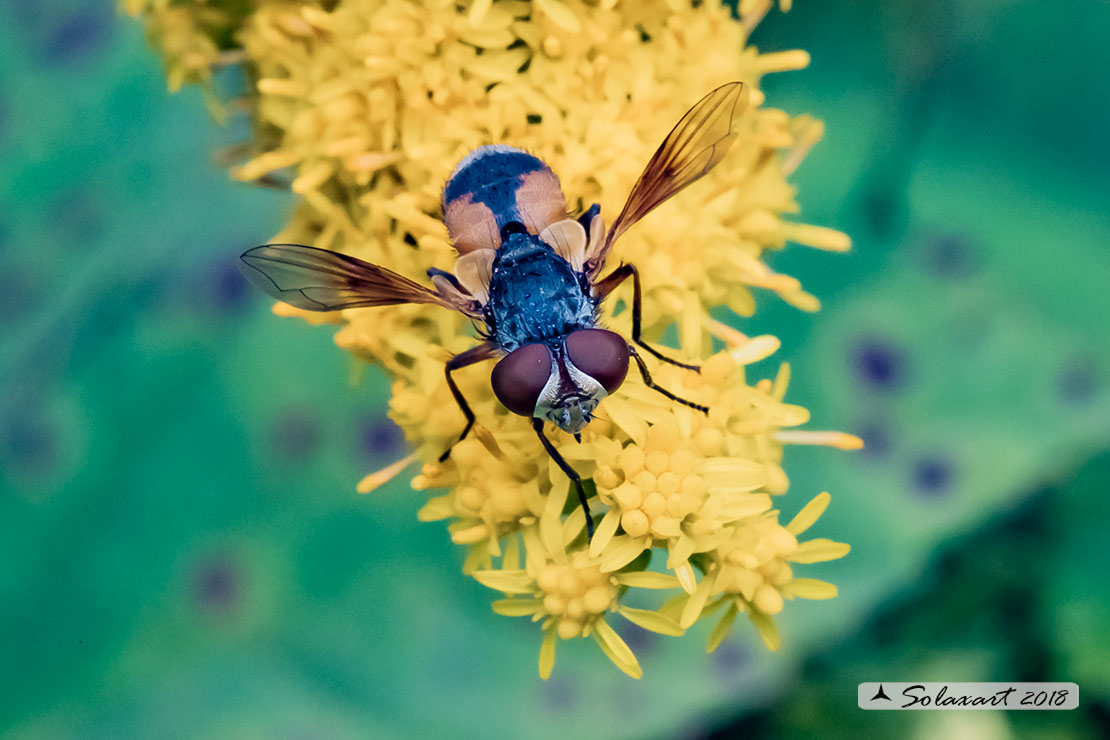 Ectophasia crassipennis