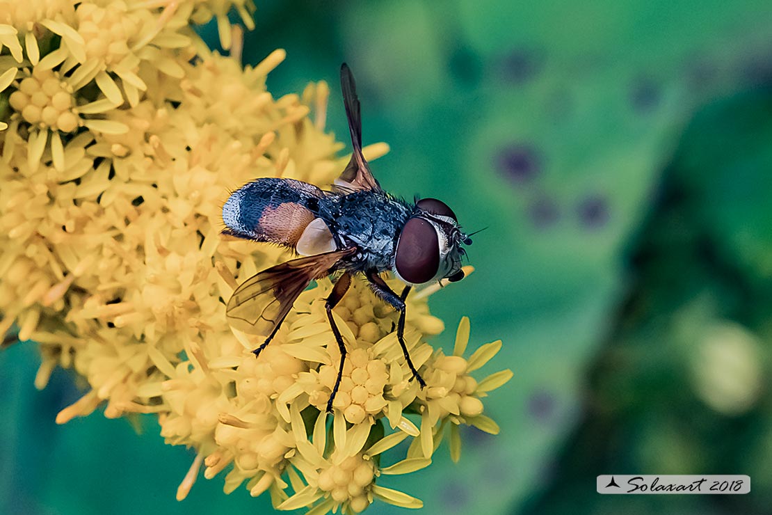 Ectophasia crassipennis