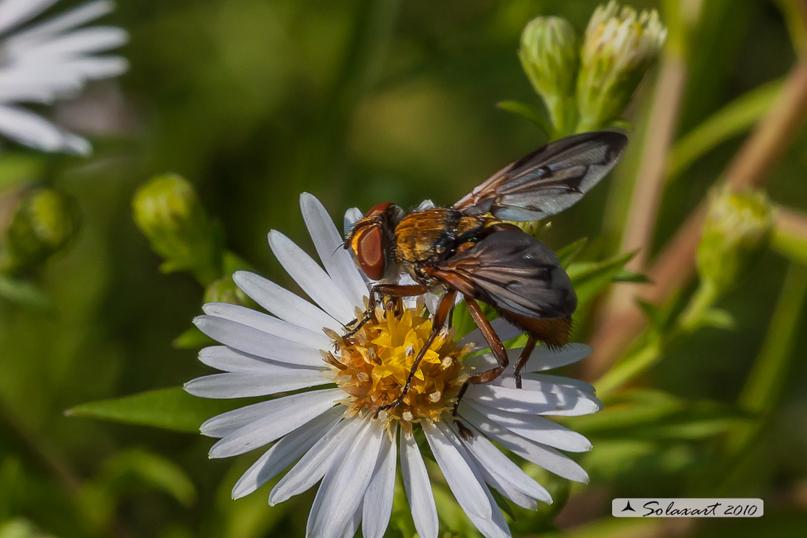 Ectophasia crassipennis