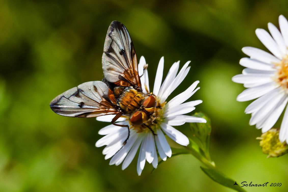 Ectophasia crassipennis