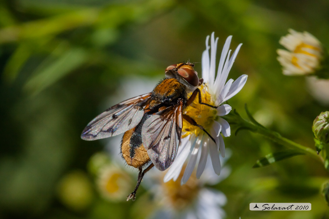 Ectophasia crassipennis