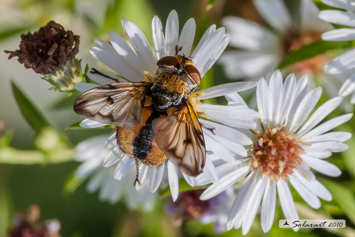 Ectophasia crassipennis