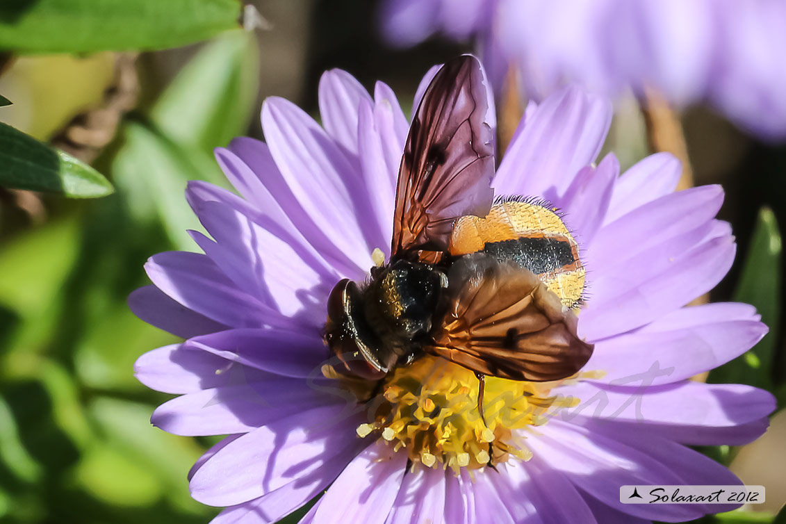 Ectophasia crassipennis