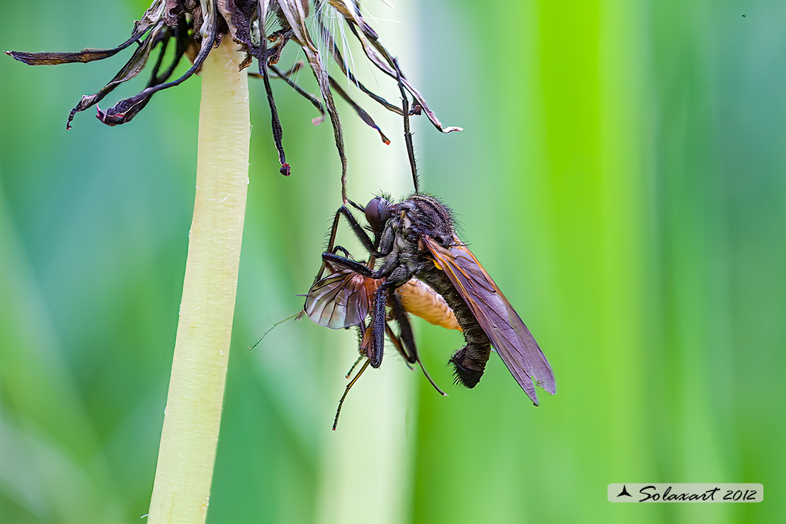 Empis tessellata