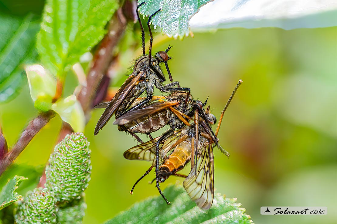 accoppiamento di Empis tessellata.