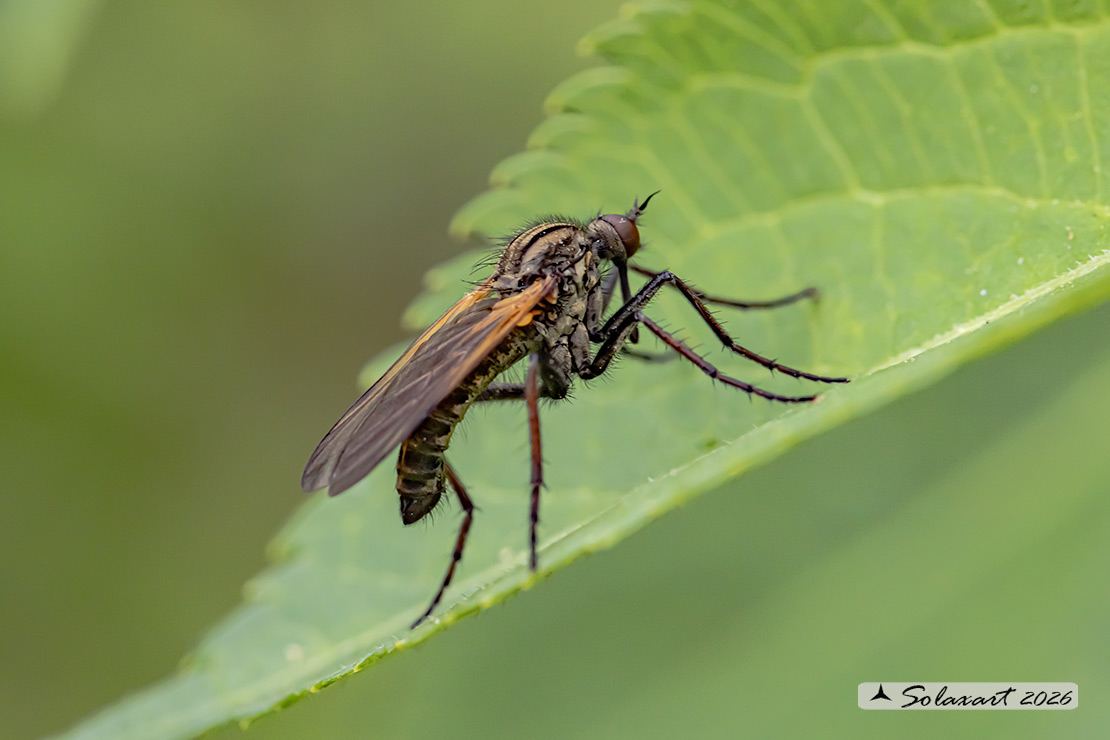 Empis tessellata  