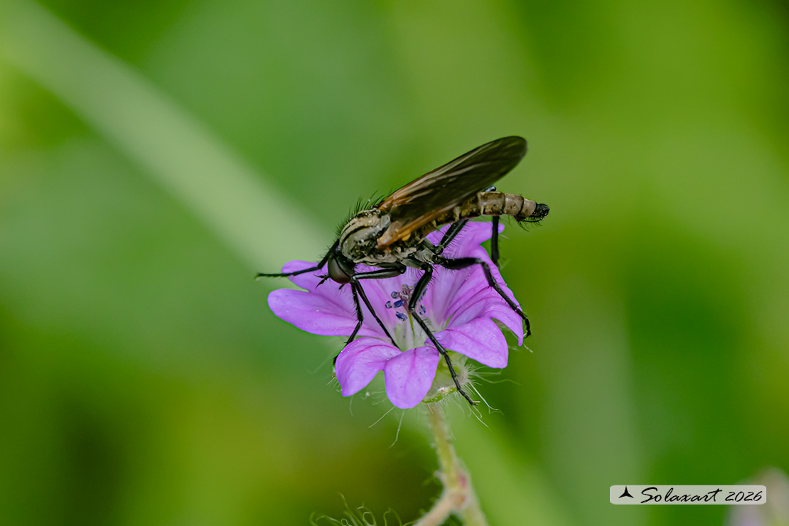 Empis tessellata  
