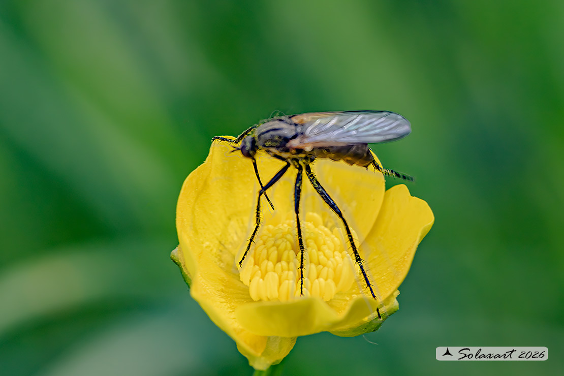 Empis tessellata  