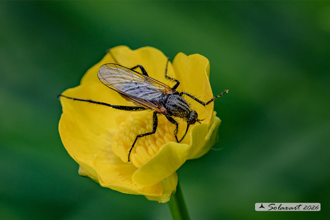 Empis tessellata  