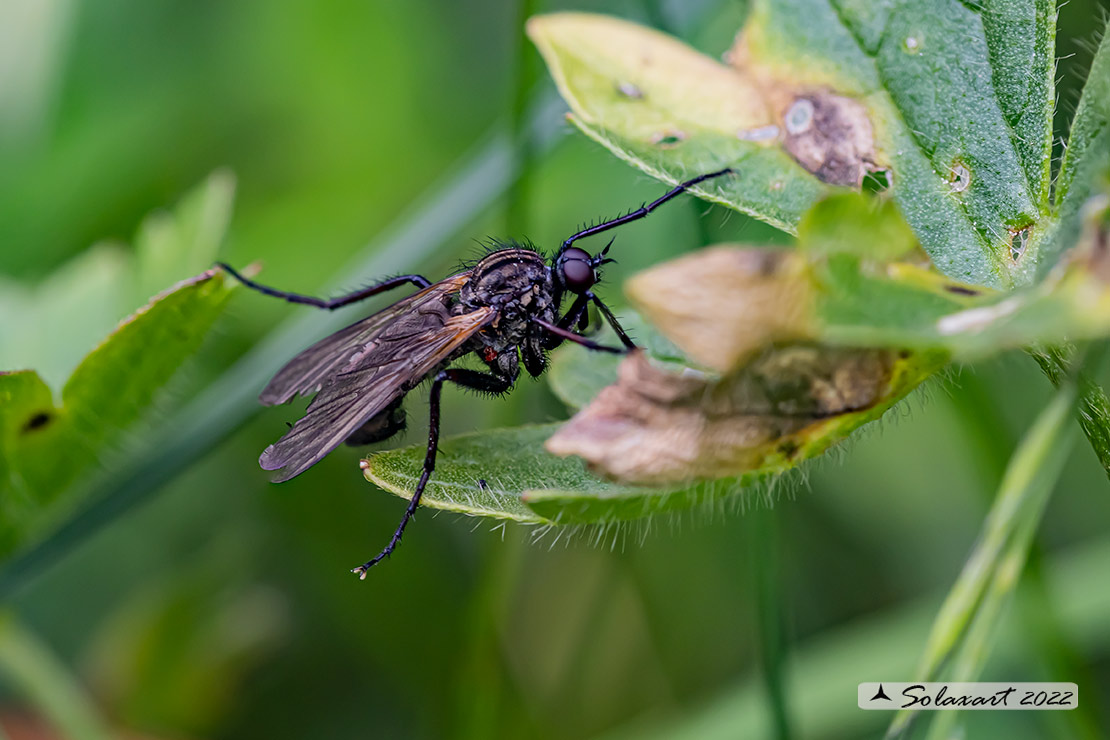 Empis tessellata