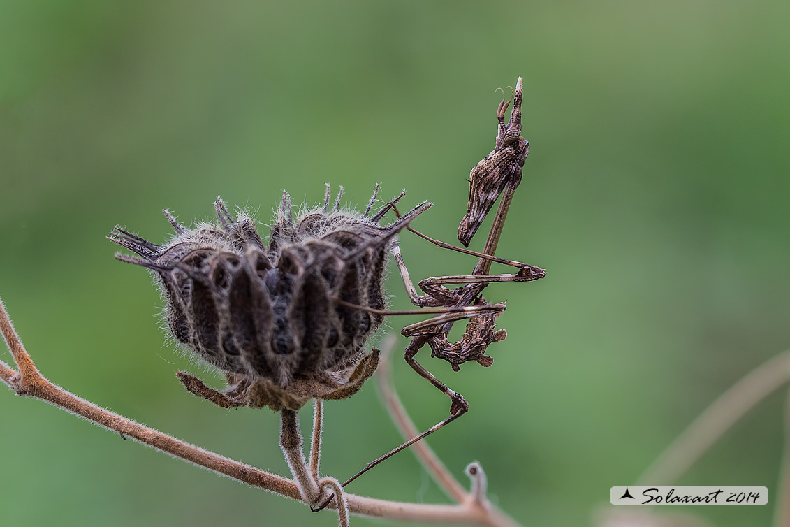 Empusa pennata - Mantide pennata - Conehead mantis