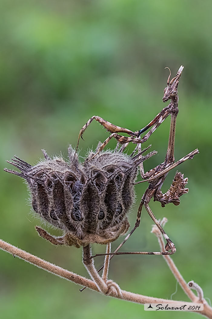 Empusa pennata - Mantide pennata - Conehead mantis 
