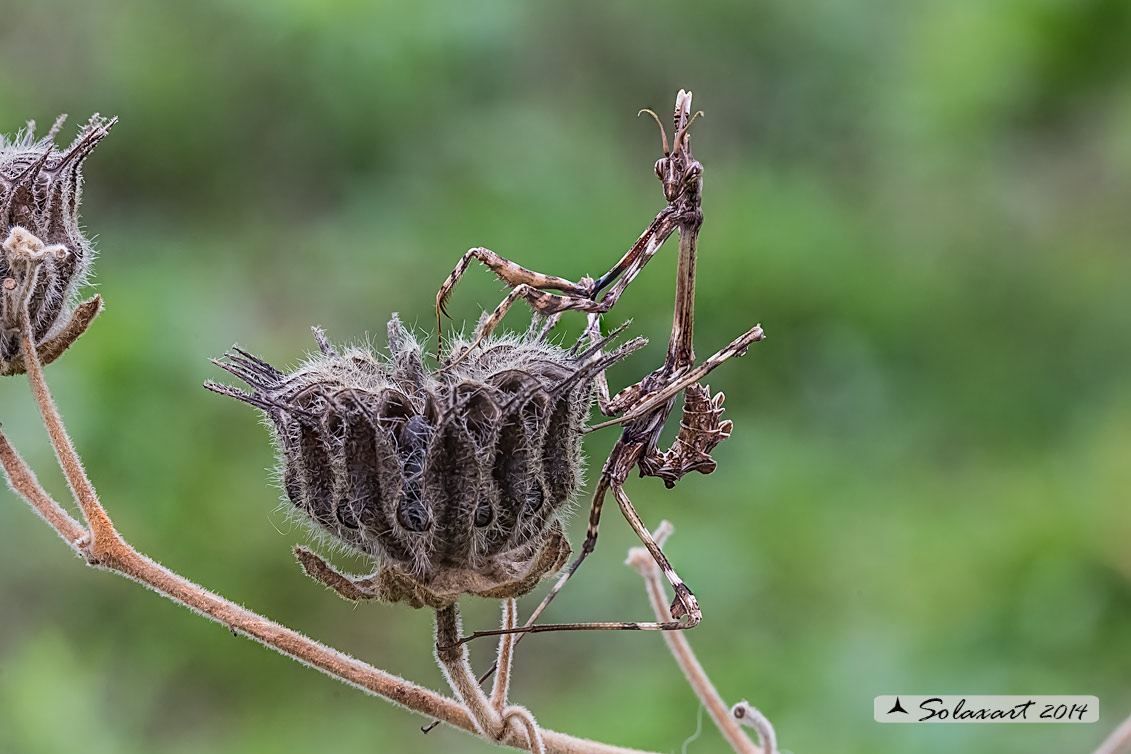 Empusa pennata - Mantide pennata - Conehead mantis