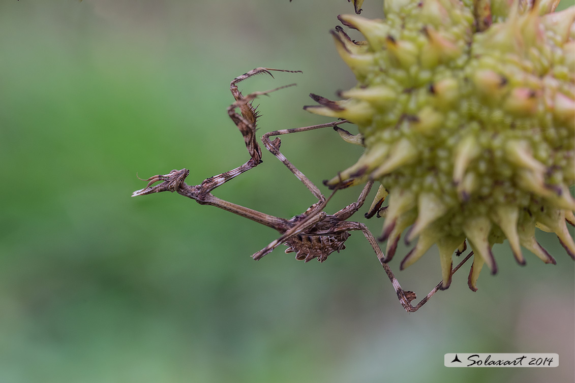 Empusa pennata - Mantide pennata - Conehead mantis