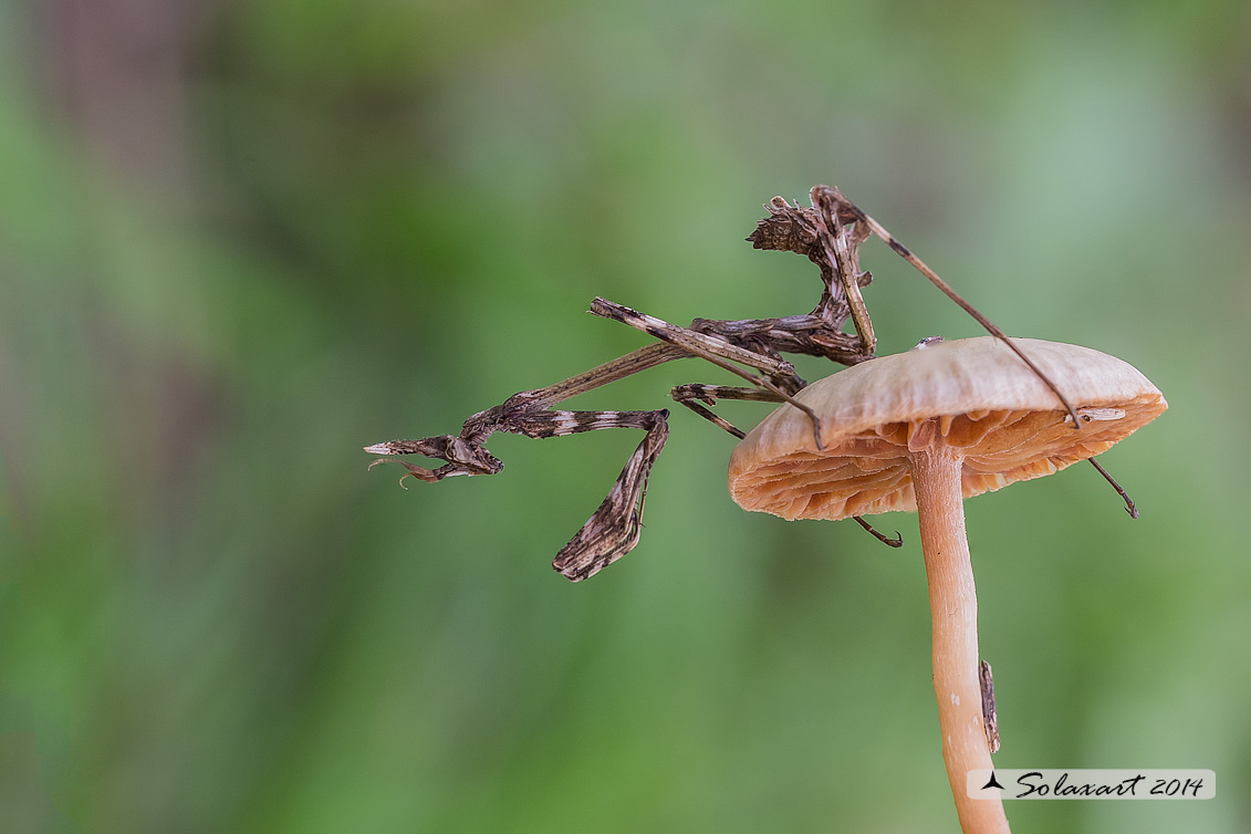 Empusa pennata - Mantide pennata - Conehead mantis