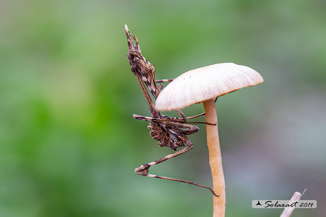 Empusa pennata - Mantide pennata - Conehead mantis