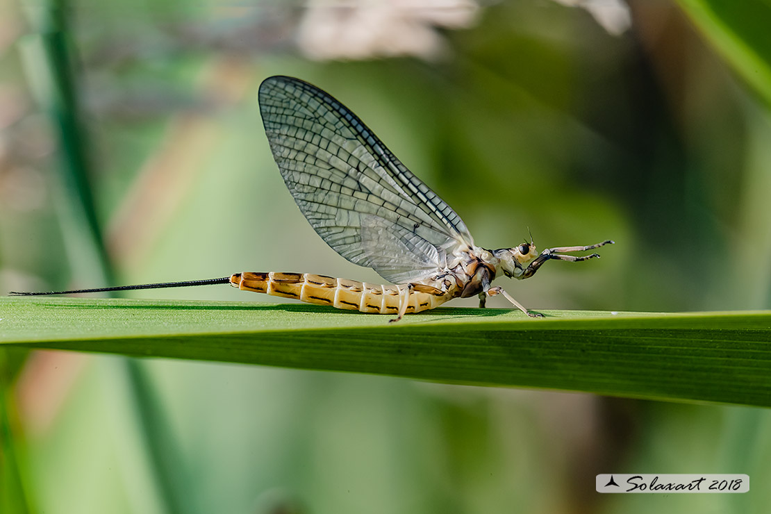 Ephemera danica female