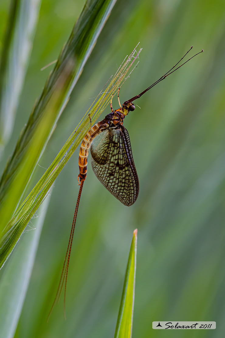 Ephemera danica male