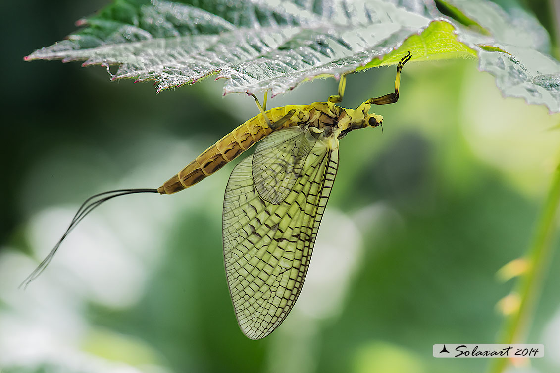 Ephemera zettana; Effimera (femmina imago); green drake (imago of female)