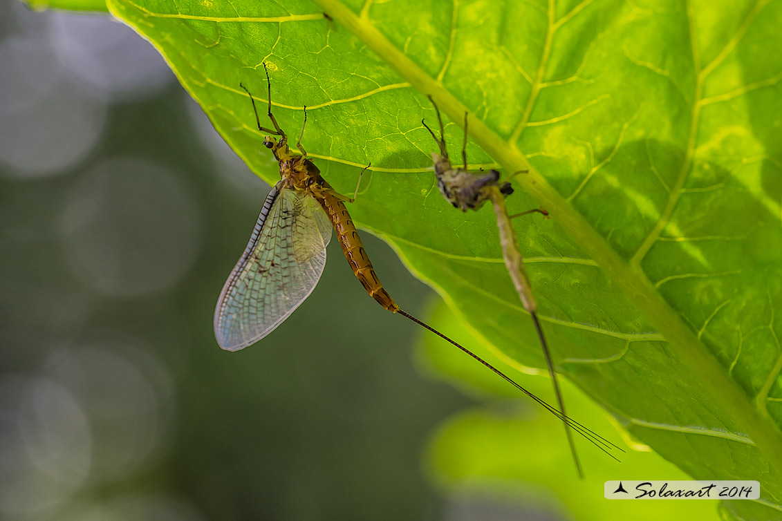 Ephemera zettana; Effimera (femmina imago appena con a lato l'exuvia); Green drake (imago of female with exuvia)