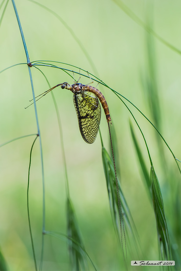 Ephemera zettana ; Effimera (maschio allo stadio di imago) ; green drake (imago of male)