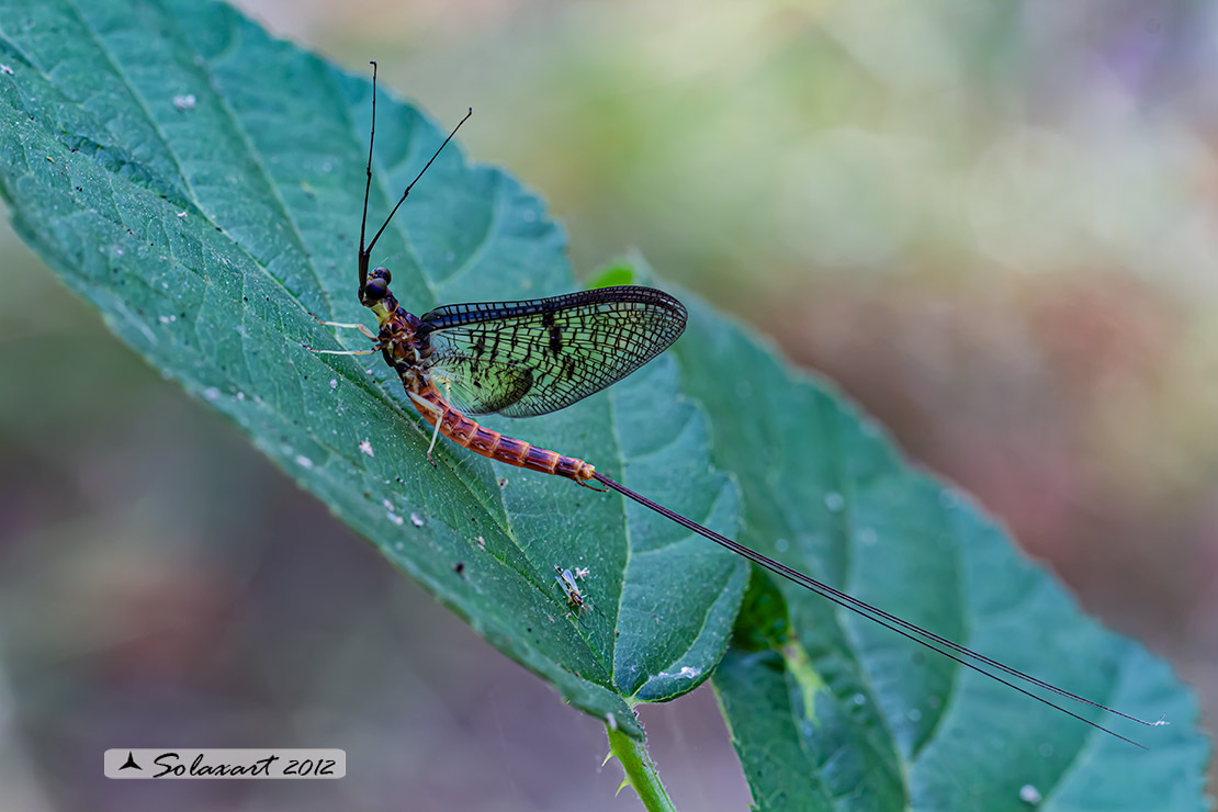 Ephemera zettana ; Effimera ; green drake