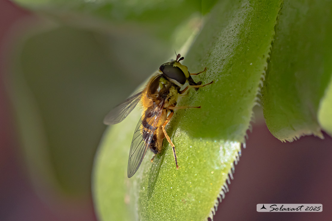 Epistrophe eligans