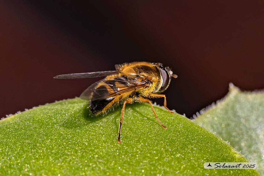 Epistrophe eligans