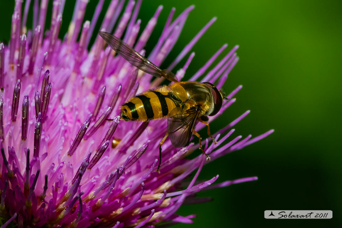 Epistrophe melanostoma (maschio)