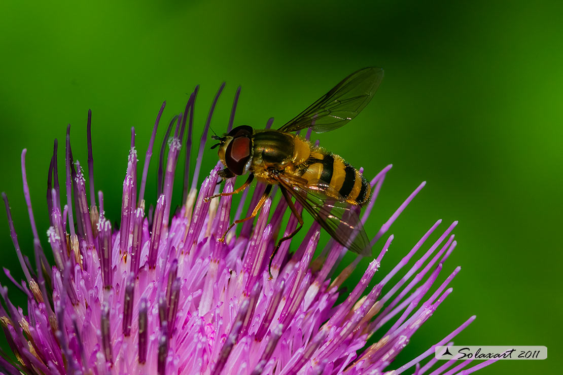 Epistrophe melanostoma (maschio)