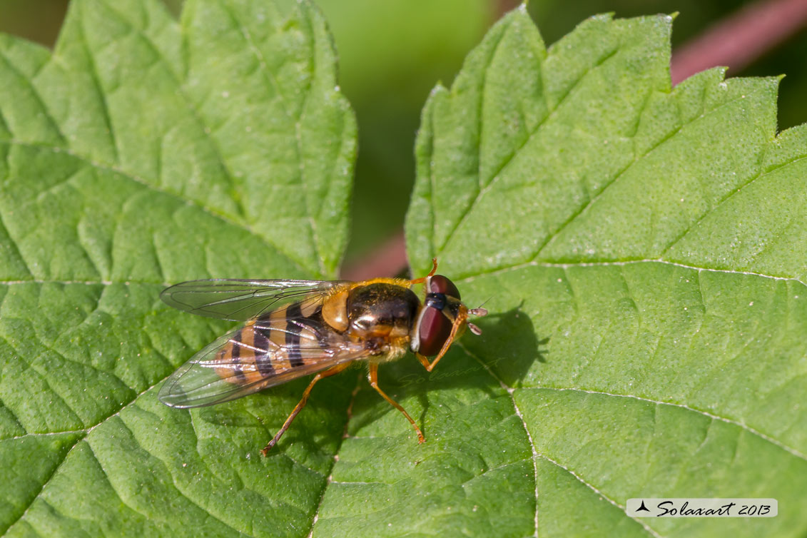 Epistrophe melanostoma (femmina)