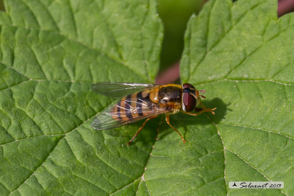 Epistrophe melanostoma (femmina)