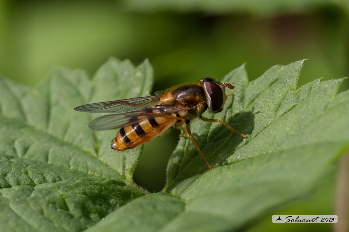 Epistrophe melanostoma (femmina)