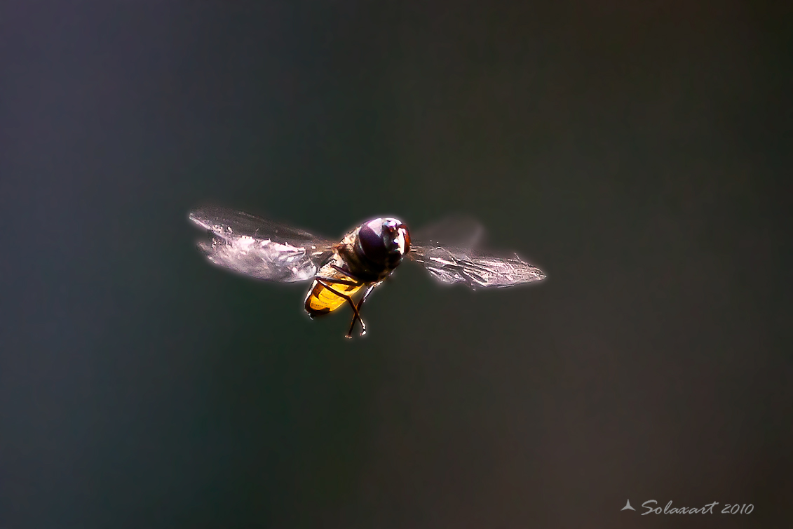 Episyrphus balteatus: Marmalade hoverfly - vola dentro un raggio di luce in mezzo al bosco