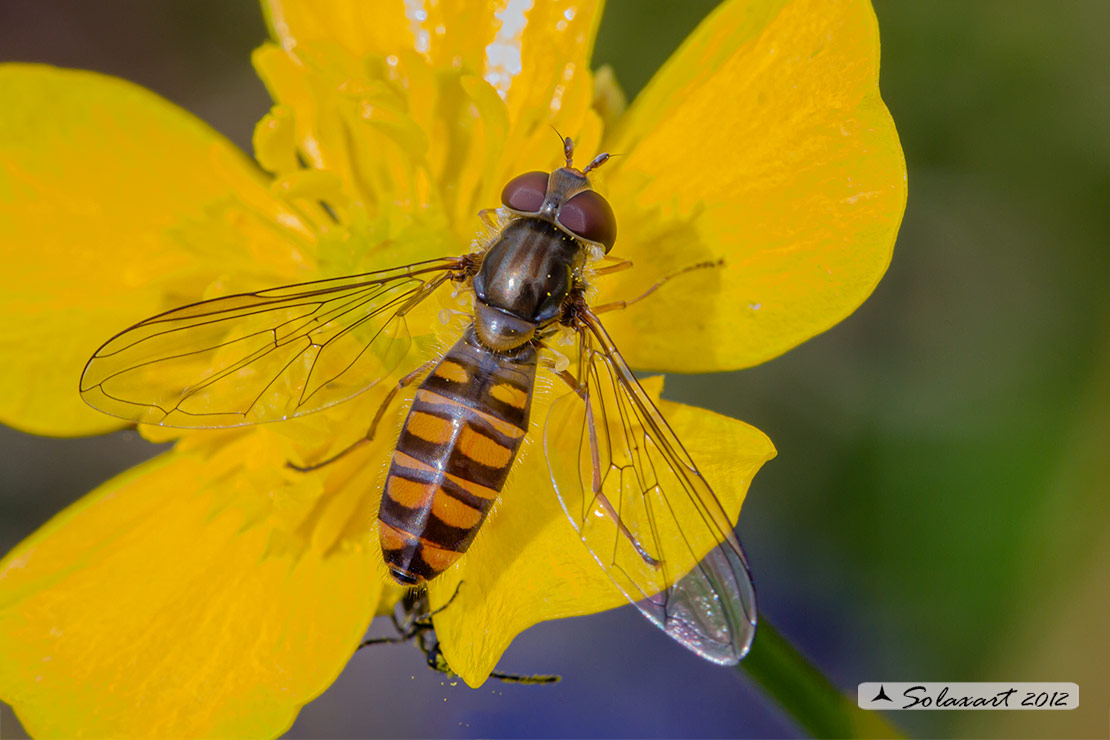 Episyrphus balteatus: Marmalade hoverfly