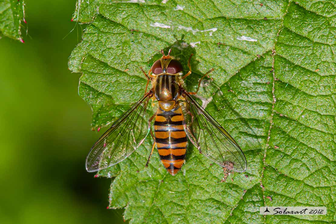 Episyrphus balteatus: Marmalade hoverfly