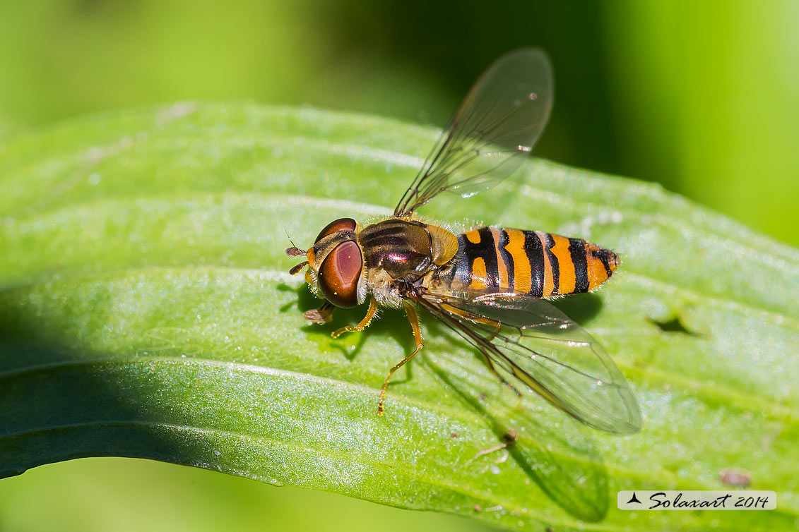 Episyrphus balteatus: Marmalade hoverfly