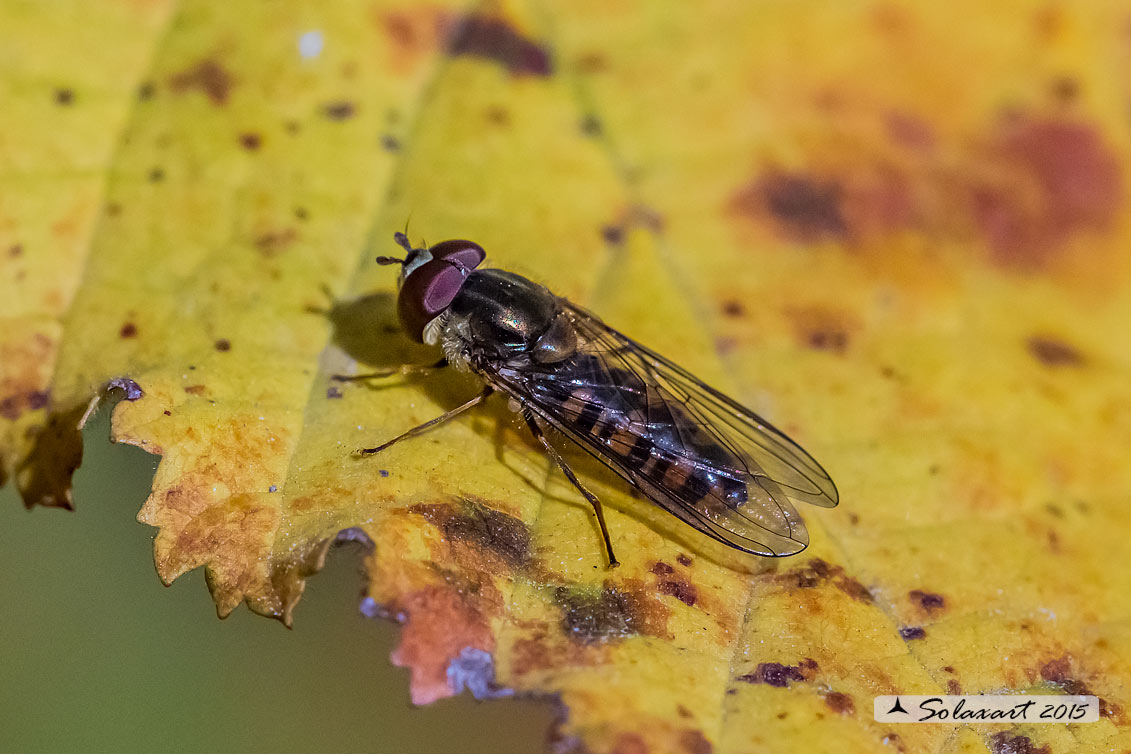 Episyrphus balteatus: (forma melanica); Marmalade hoverfly (darker form)