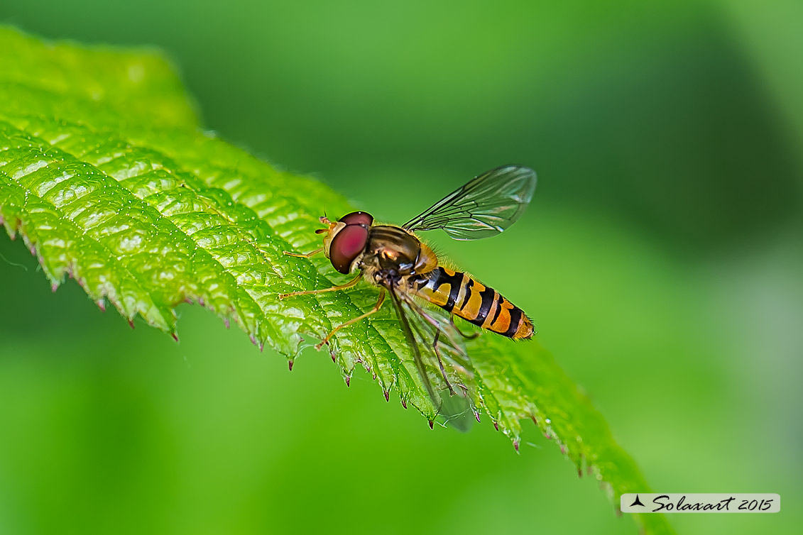 Episyrphus balteatus: Marmalade hoverfly