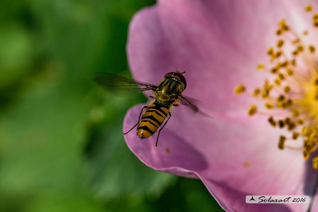 Episyrphus balteatus: Marmalade hoverfly