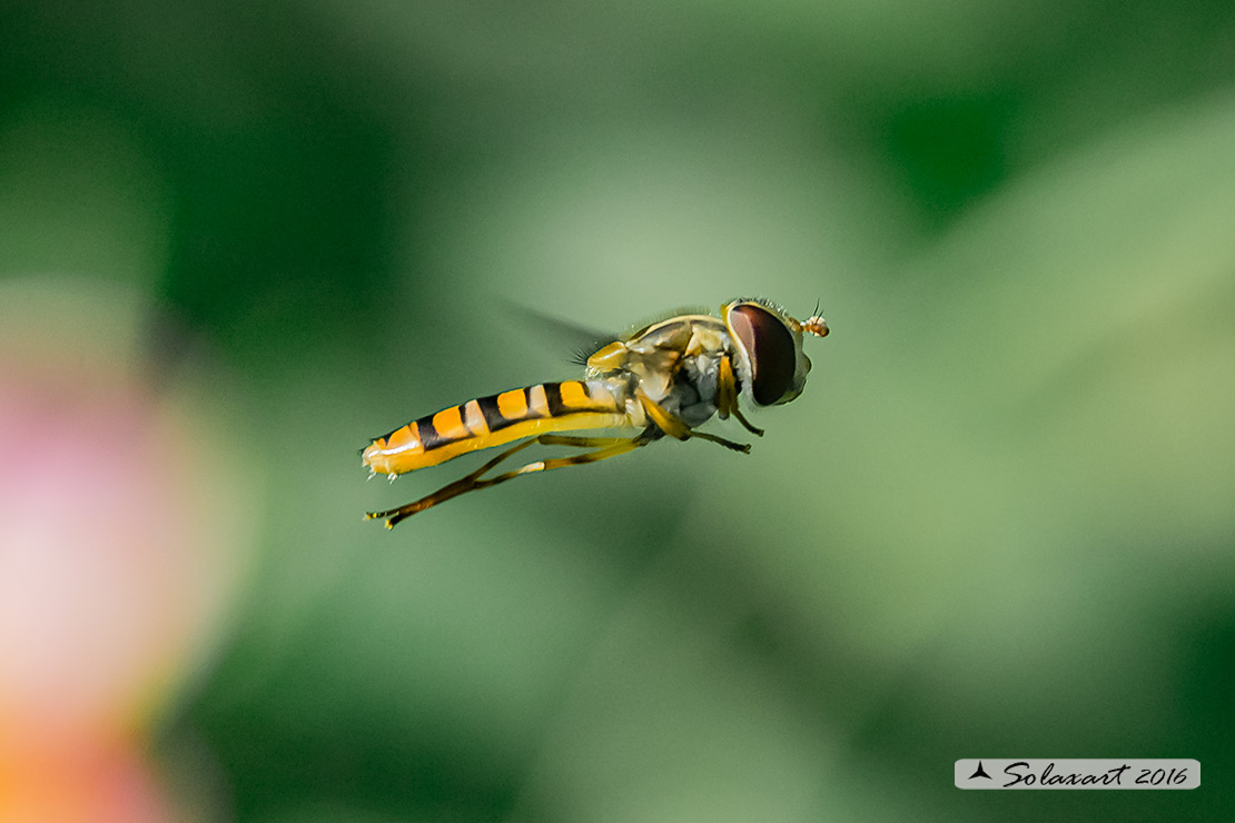 Episyrphus balteatus: Marmalade hoverfly