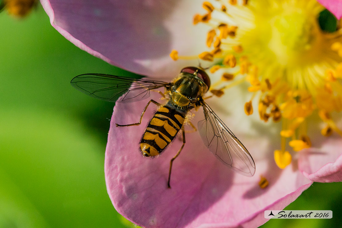 Episyrphus balteatus: Marmalade hoverfly