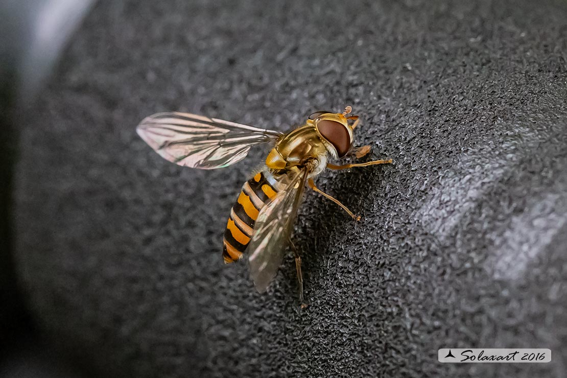 Episyrphus balteatus: Marmalade hoverfly