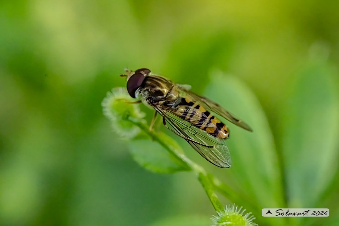 Episyrphus balteatus: Marmalade hoverfly